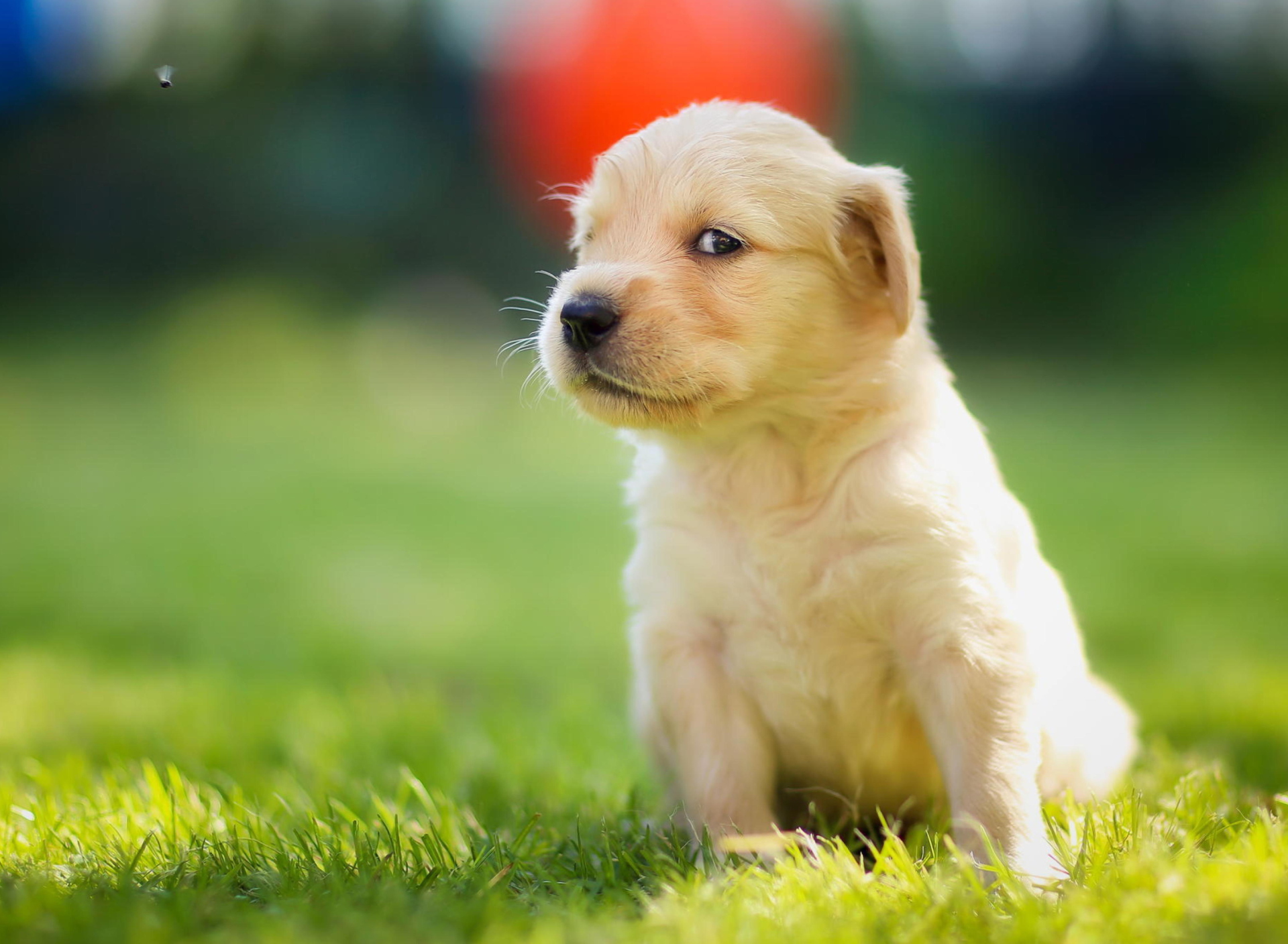 Cute Golden Retriever Puppy screenshot #1 1920x1408