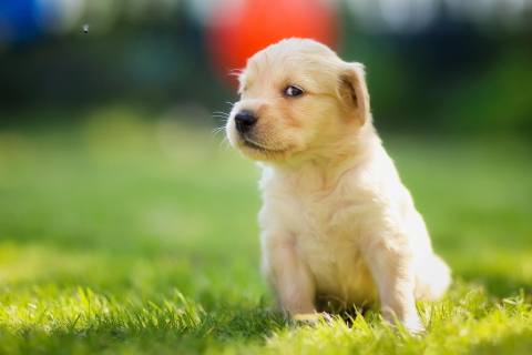 Das Cute Golden Retriever Puppy Wallpaper 480x320