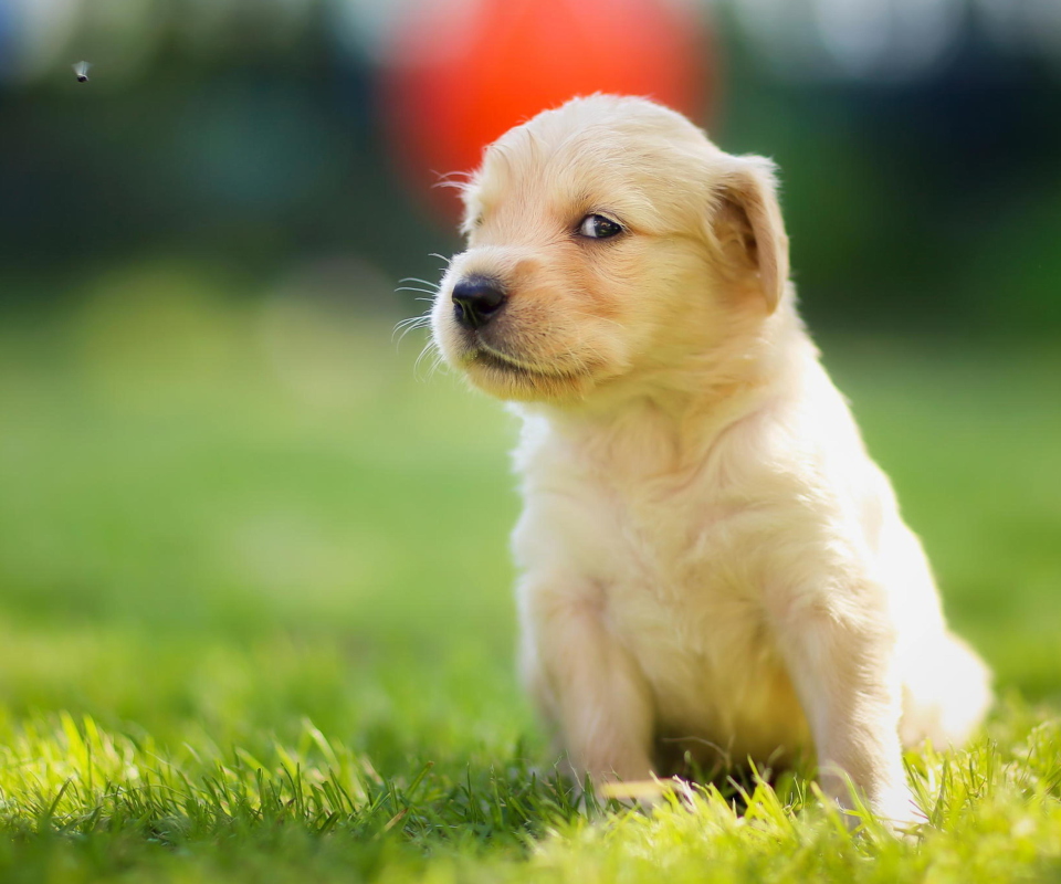 Обои Cute Golden Retriever Puppy 960x800