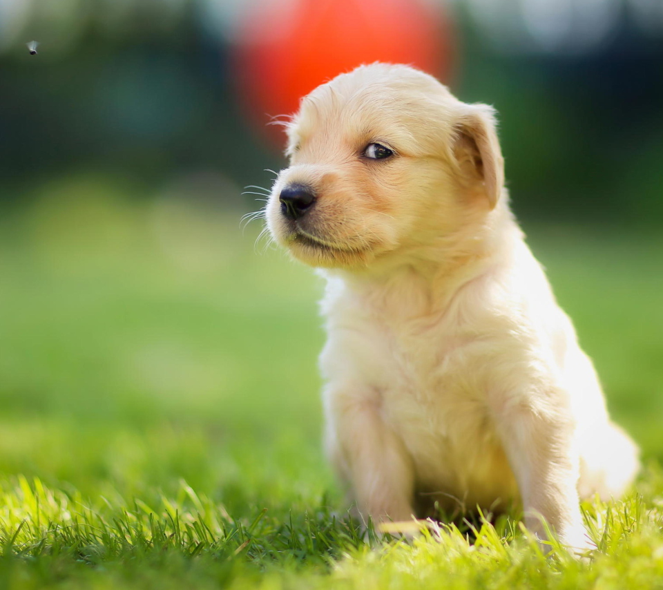 Cute Golden Retriever Puppy wallpaper 960x854