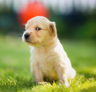 Cute Golden Retriever Puppy - Obrázkek zdarma pro 208x208