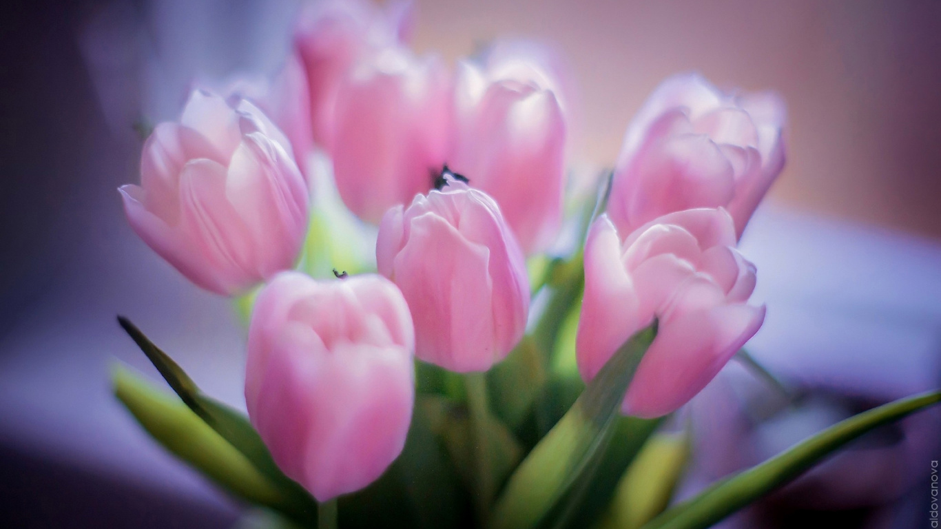 Обои Tender Pink Tulips 1366x768