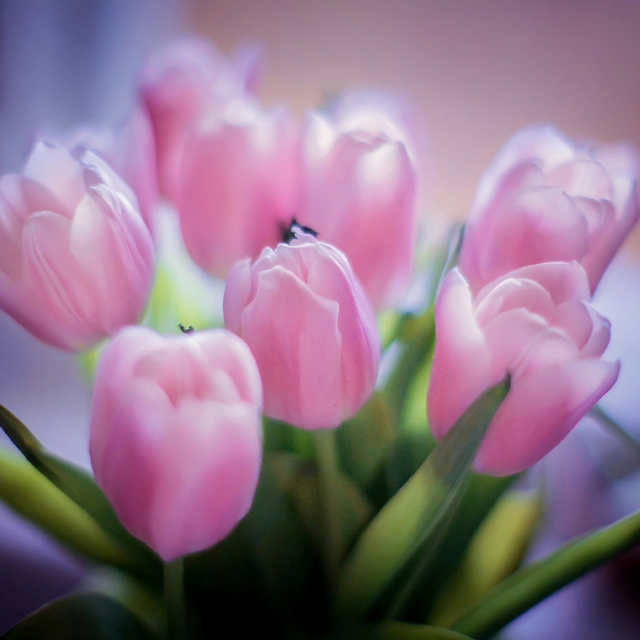 Fondo de pantalla Tender Pink Tulips 2048x2048