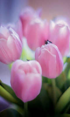 Обои Tender Pink Tulips 240x400