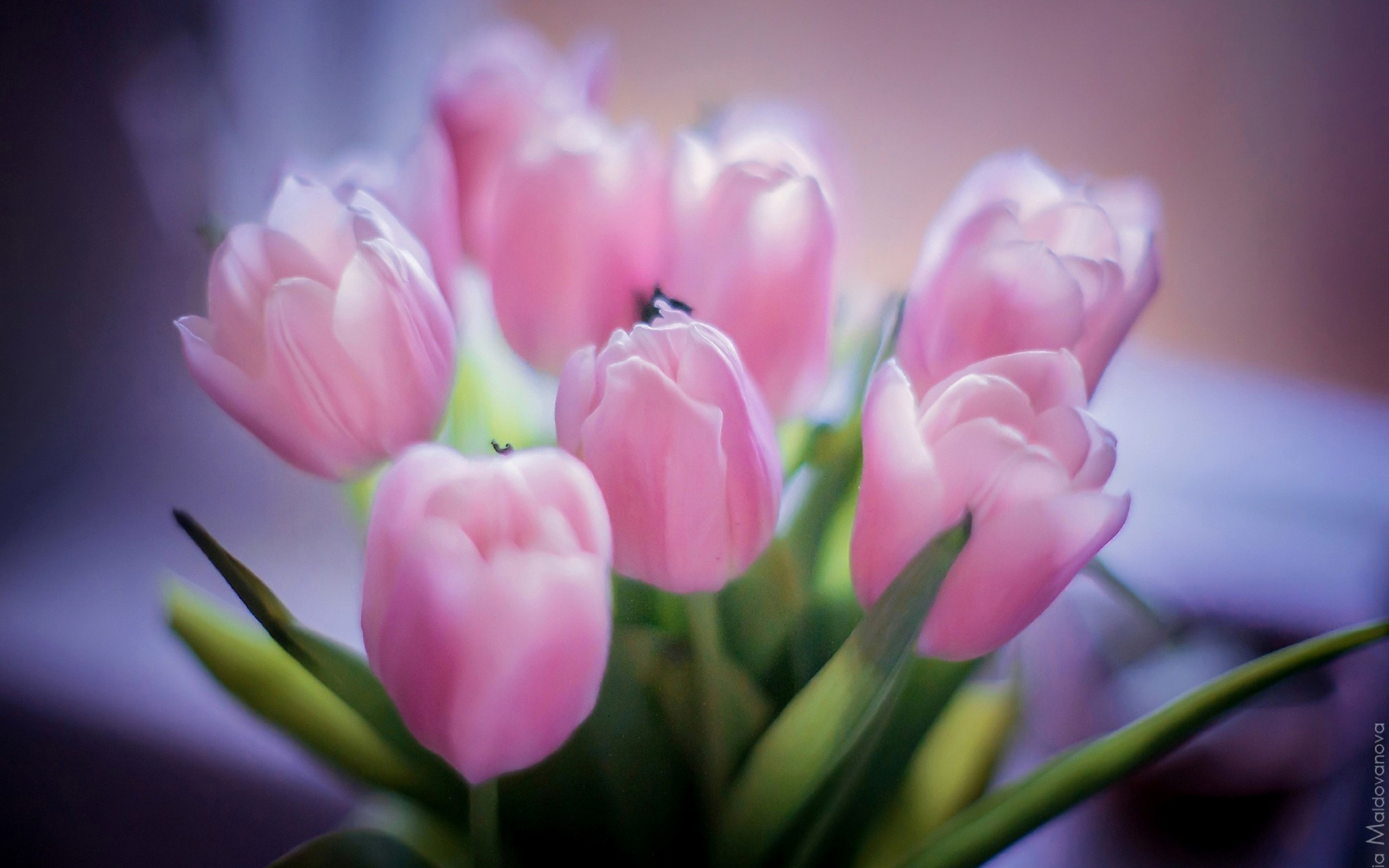 Screenshot №1 pro téma Tender Pink Tulips 2560x1600
