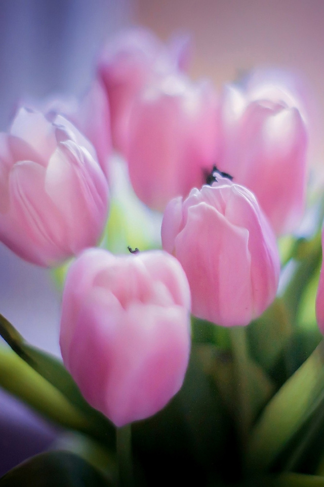 Fondo de pantalla Tender Pink Tulips 640x960