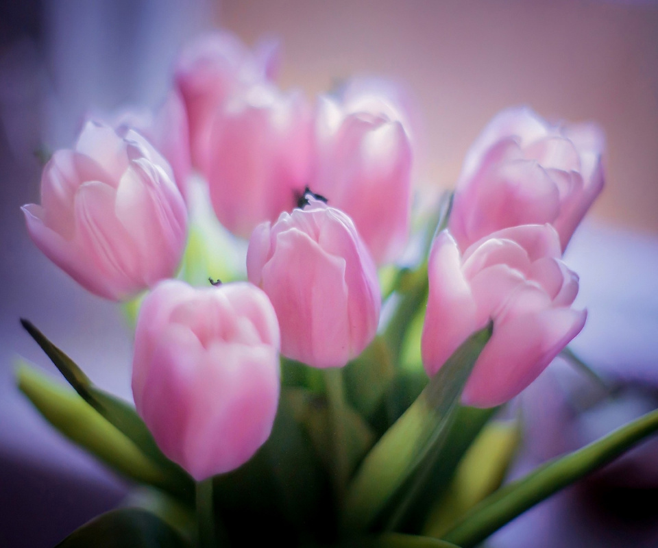 Fondo de pantalla Tender Pink Tulips 960x800