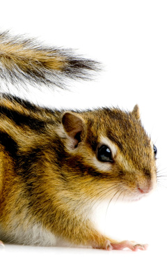 Das Chipmunk Wallpaper 240x400