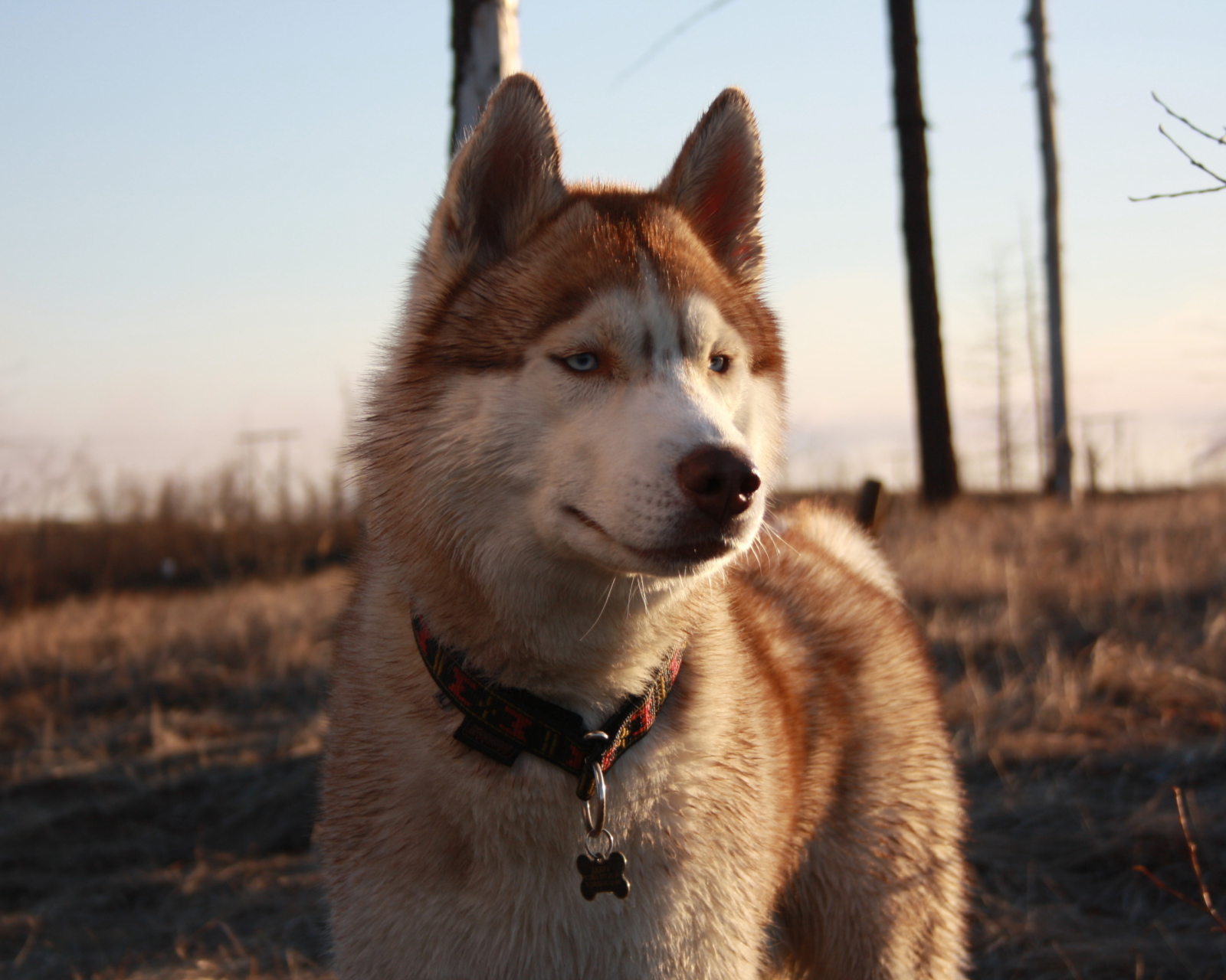 Screenshot №1 pro téma Beautiful Husky Dog 1600x1280