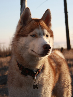 Screenshot №1 pro téma Beautiful Husky Dog 240x320