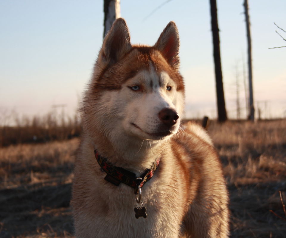 Beautiful Husky Dog screenshot #1 960x800