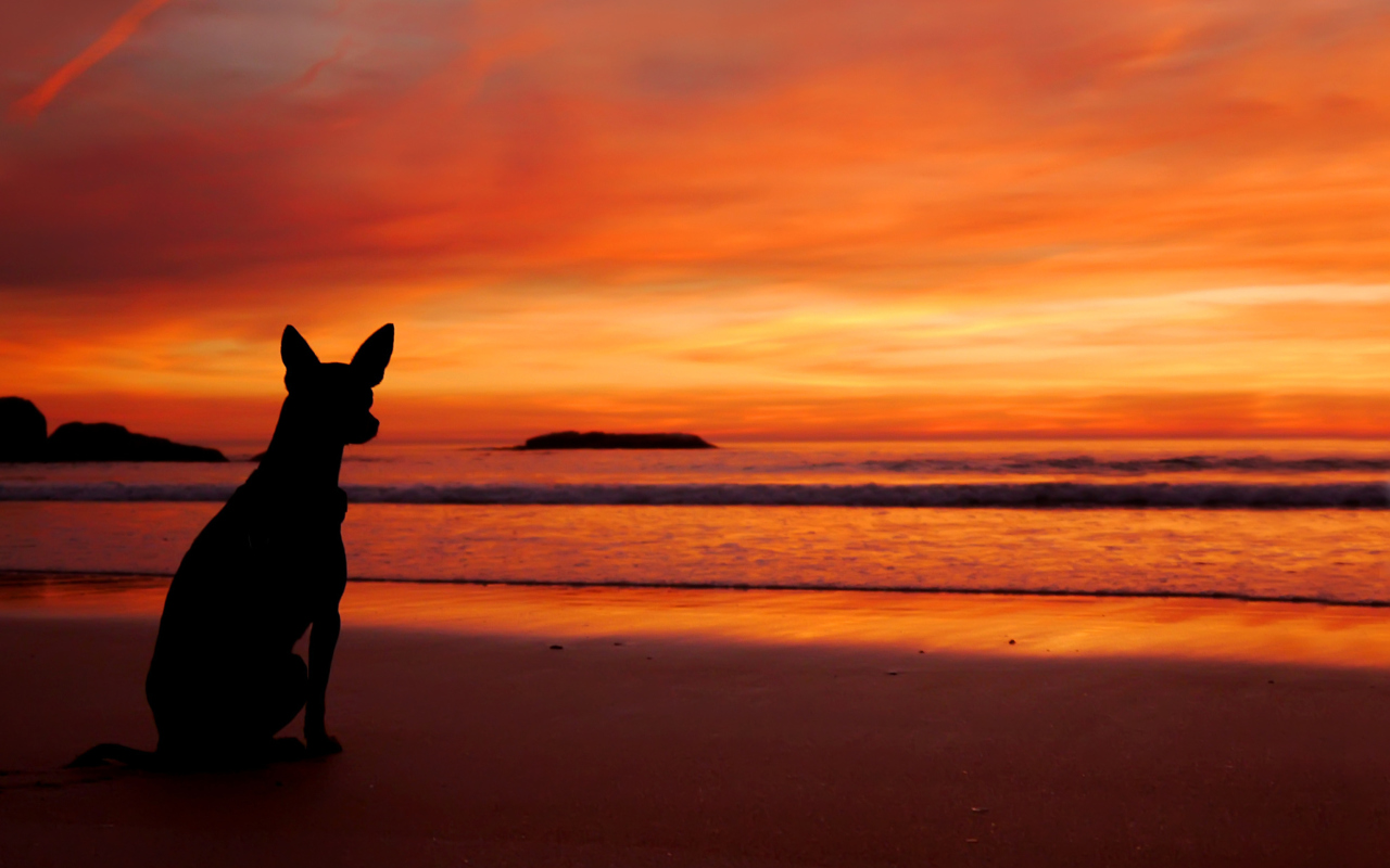 Dog Looking At Sunset wallpaper 1280x800