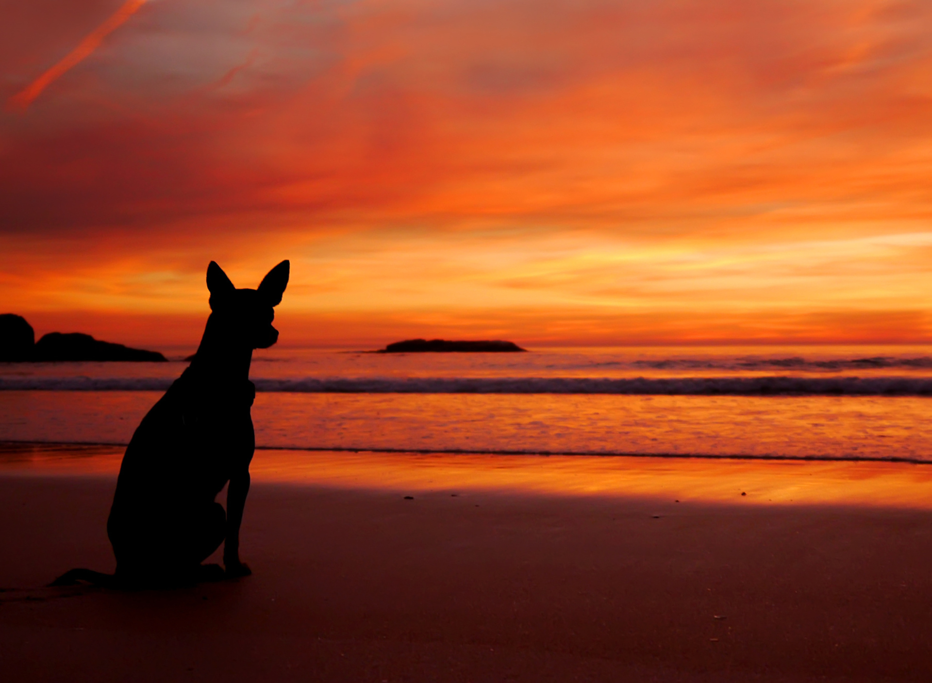 Das Dog Looking At Sunset Wallpaper 1920x1408