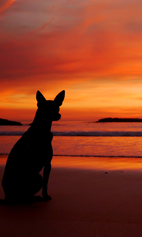 Dog Looking At Sunset wallpaper 480x800