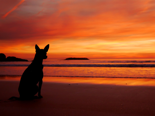 Das Dog Looking At Sunset Wallpaper 640x480