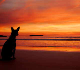 Kostenloses Dog Looking At Sunset Wallpaper für iPad Air