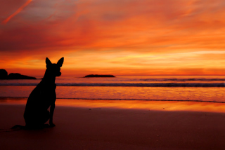 Dog Looking At Sunset - Obrázkek zdarma 