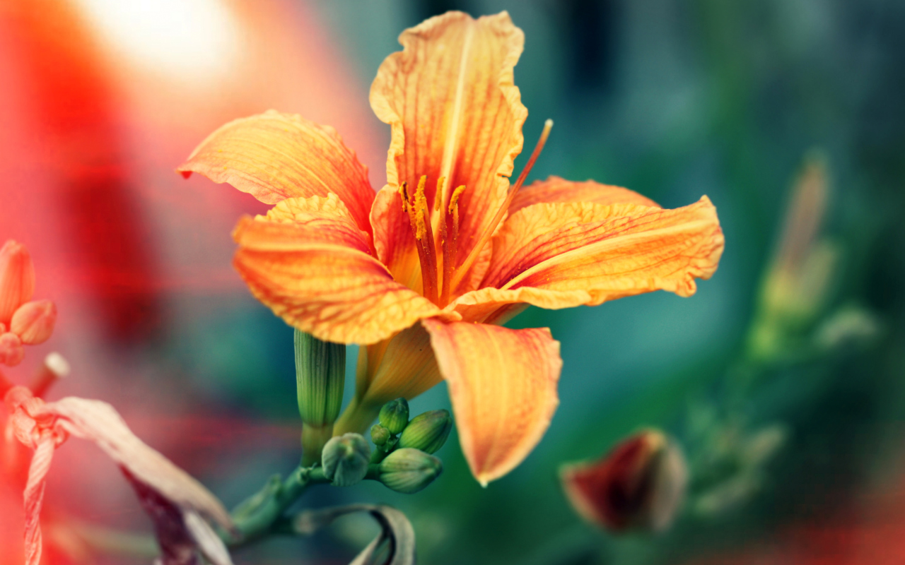 Обои Orange Lily 1280x800