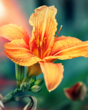 Das Orange Lily Wallpaper 128x160