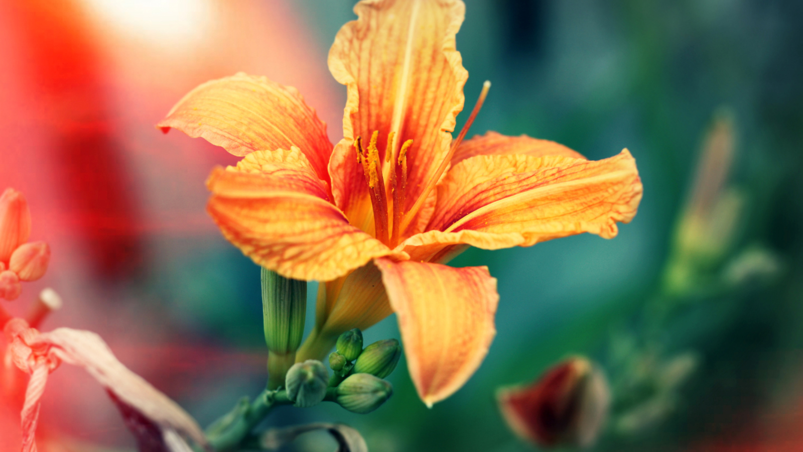 Orange Lily screenshot #1 1600x900