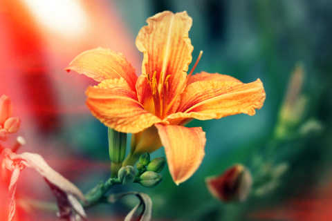 Sfondi Orange Lily 480x320