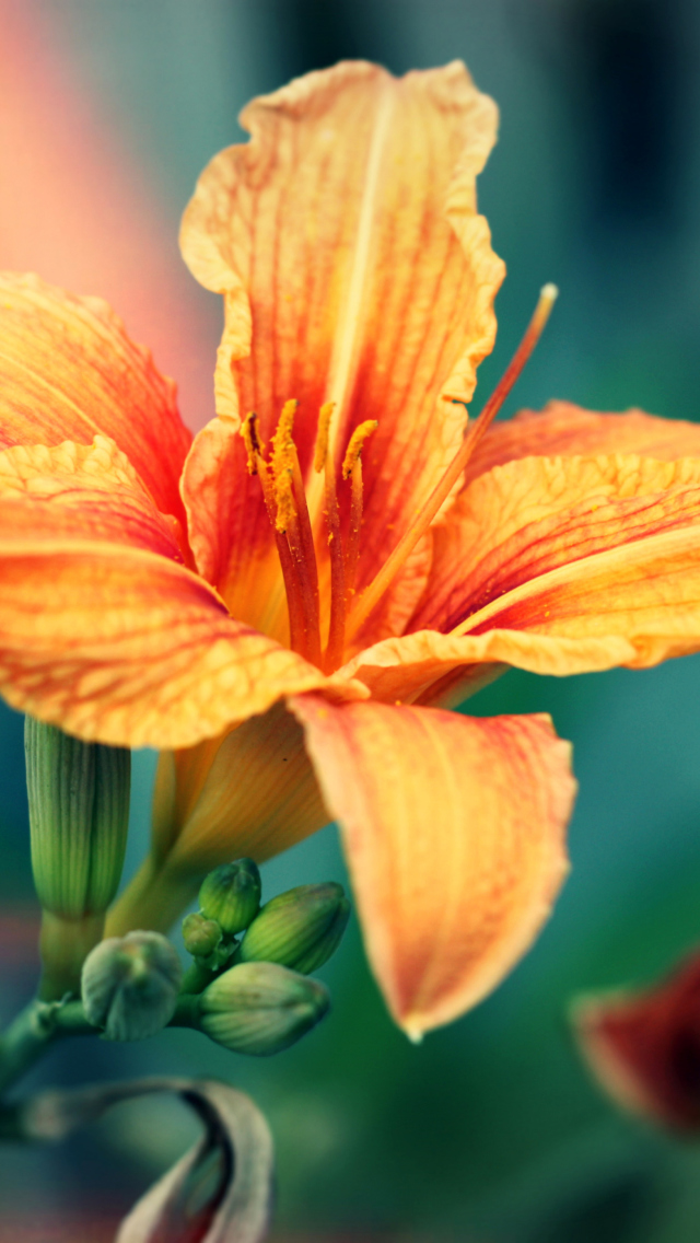 Orange Lily wallpaper 640x1136