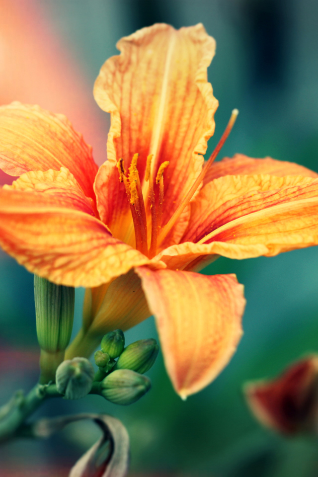 Orange Lily screenshot #1 640x960