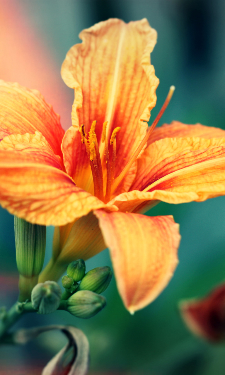 Fondo de pantalla Orange Lily 768x1280