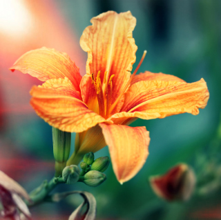 Orange Lily - Fondos de pantalla gratis para 208x208