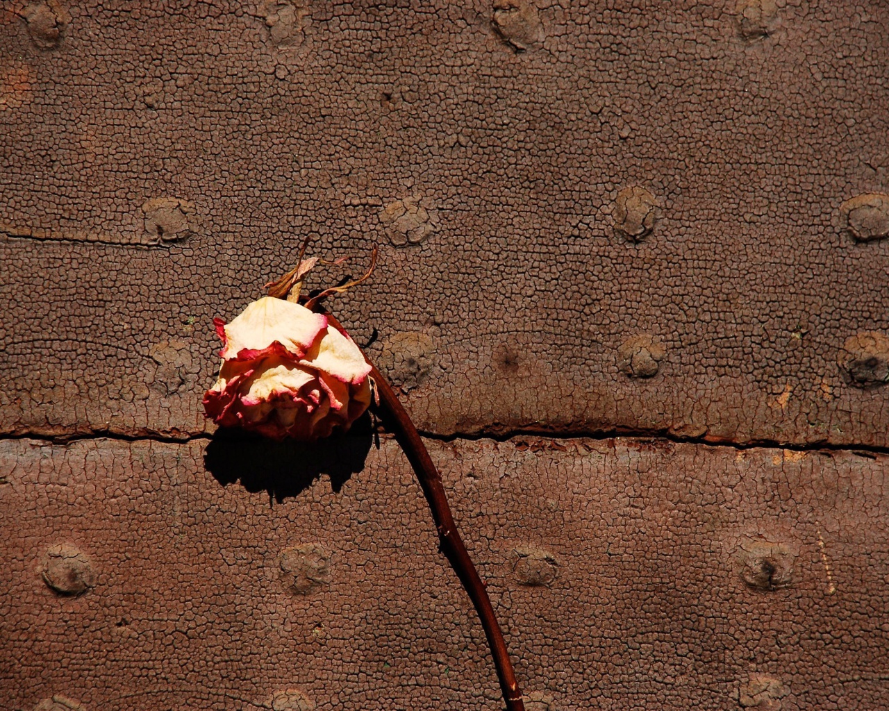 Das Dried Rose Wallpaper 1280x1024