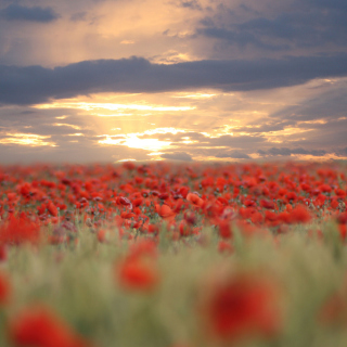 Poppies At Sunset - Fondos de pantalla gratis para 128x128