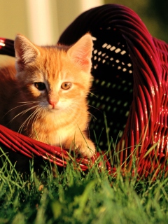 Fondo de pantalla Cat In A Basket 240x320