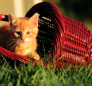 Cat In A Basket - Obrázkek zdarma pro 128x128