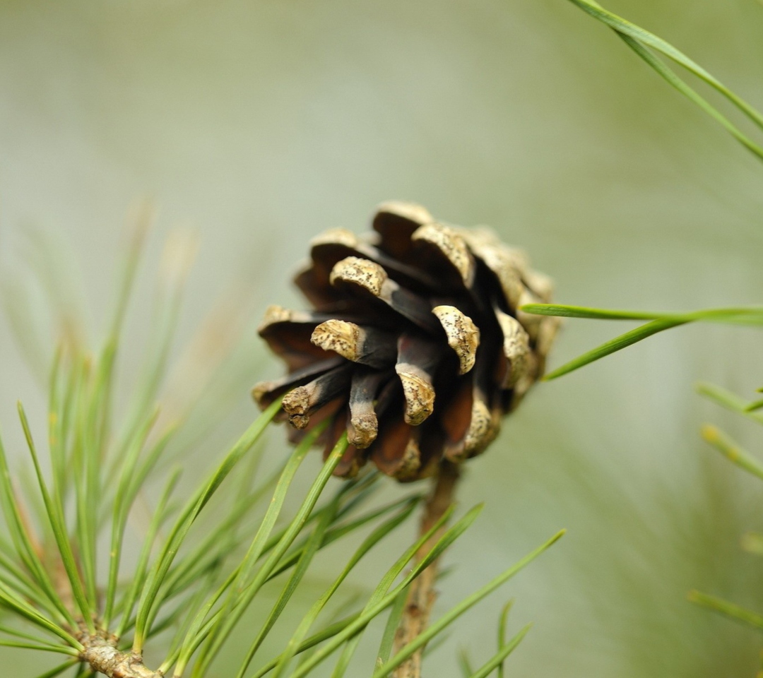 Fondo de pantalla Pine Cone 1080x960