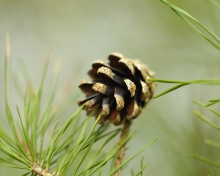 Pine Cone wallpaper 220x176