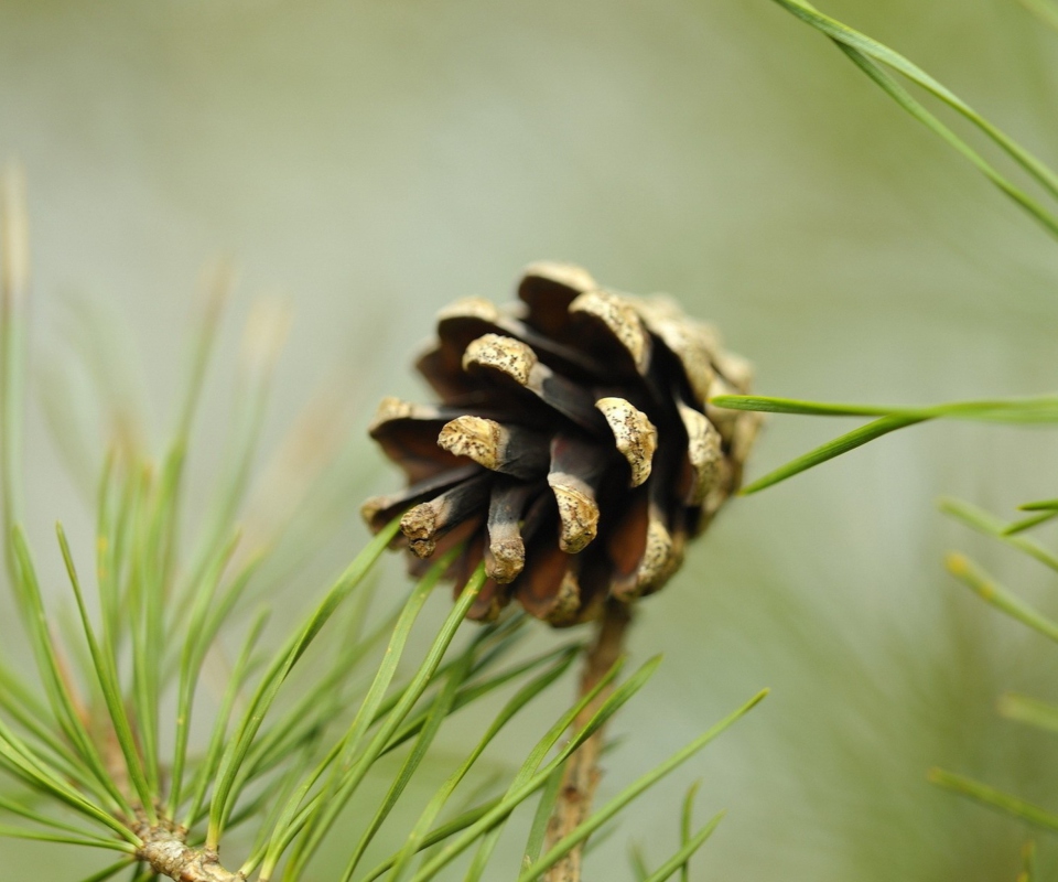 Pine Cone wallpaper 960x800