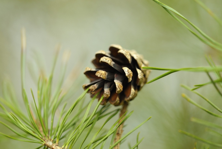 Das Pine Cone Wallpaper