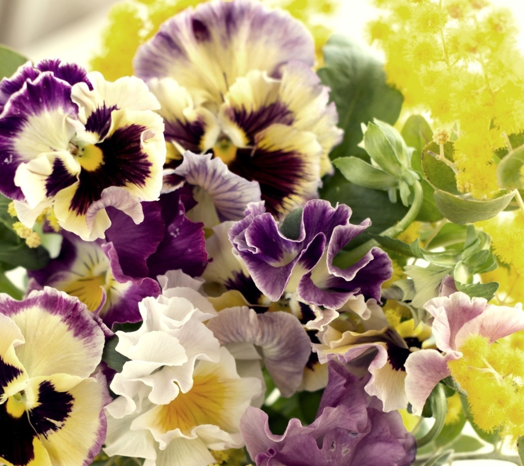 Fondo de pantalla Flowers Pansies 1080x960