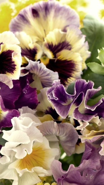 Screenshot №1 pro téma Flowers Pansies 360x640