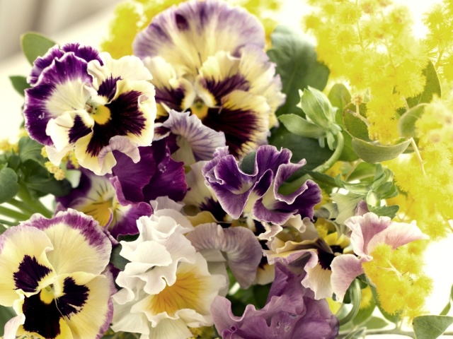 Fondo de pantalla Flowers Pansies 640x480