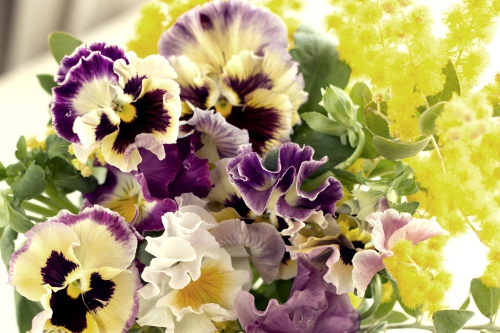 Das Flowers Pansies Wallpaper