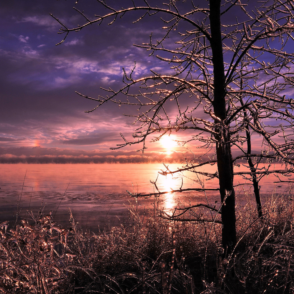 Das Frozen Trees near Lake in Canada Wallpaper 1024x1024