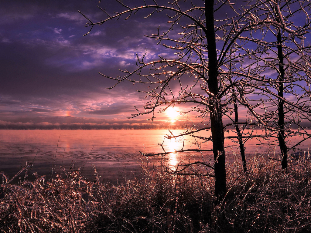 Das Frozen Trees near Lake in Canada Wallpaper 1024x768