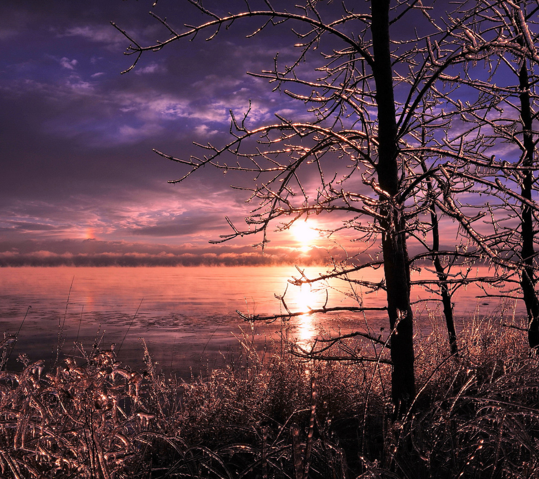 Обои Frozen Trees near Lake in Canada 1080x960