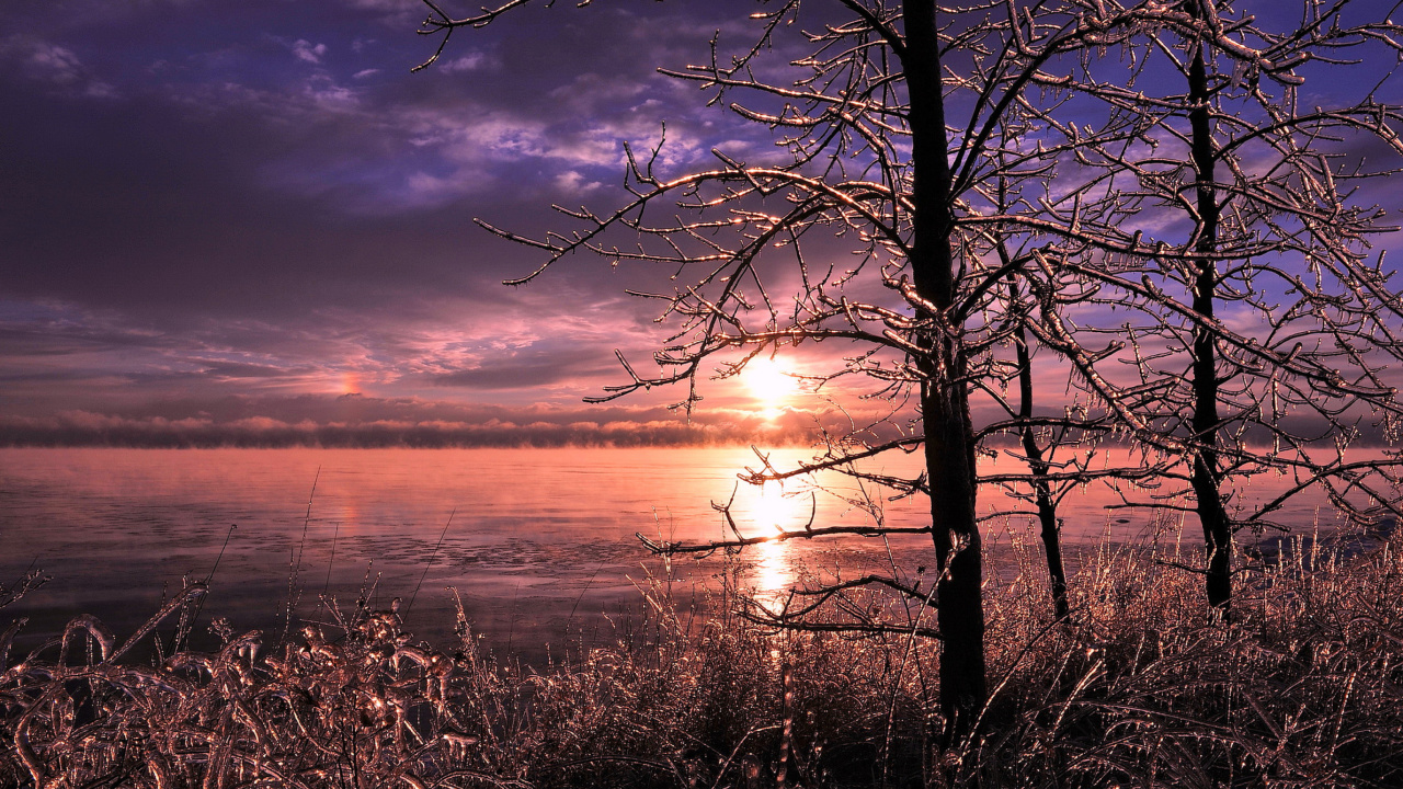 Sfondi Frozen Trees near Lake in Canada 1280x720