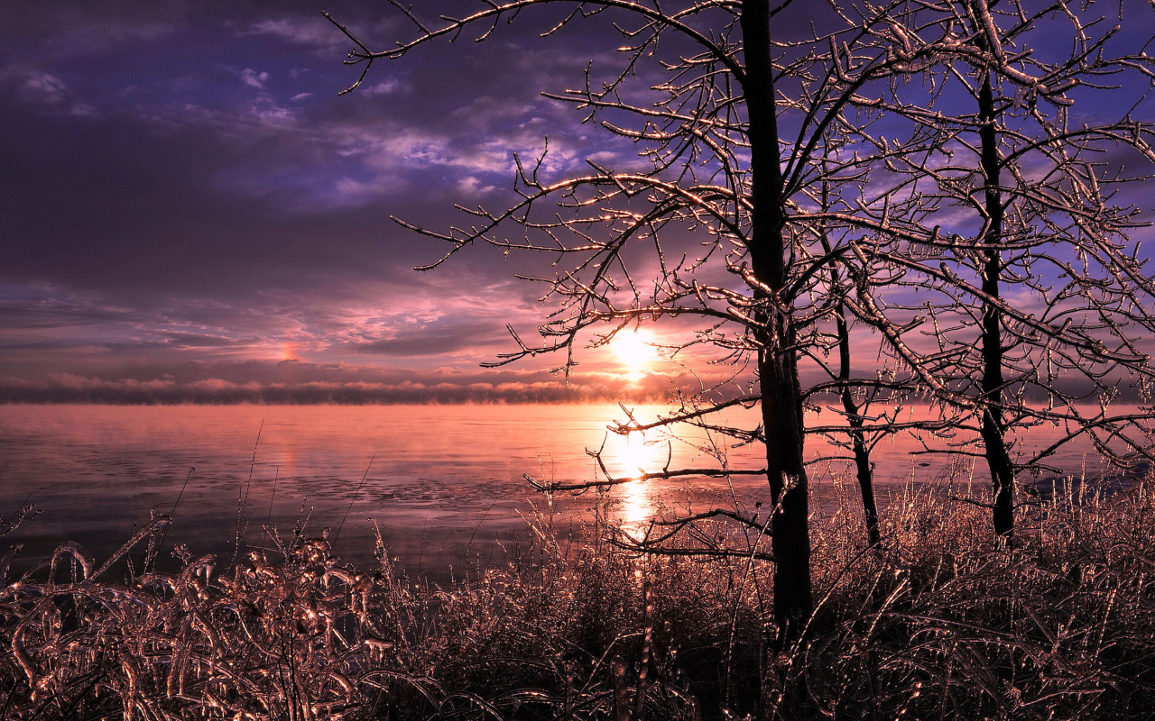 Frozen Trees near Lake in Canada screenshot #1 1280x800