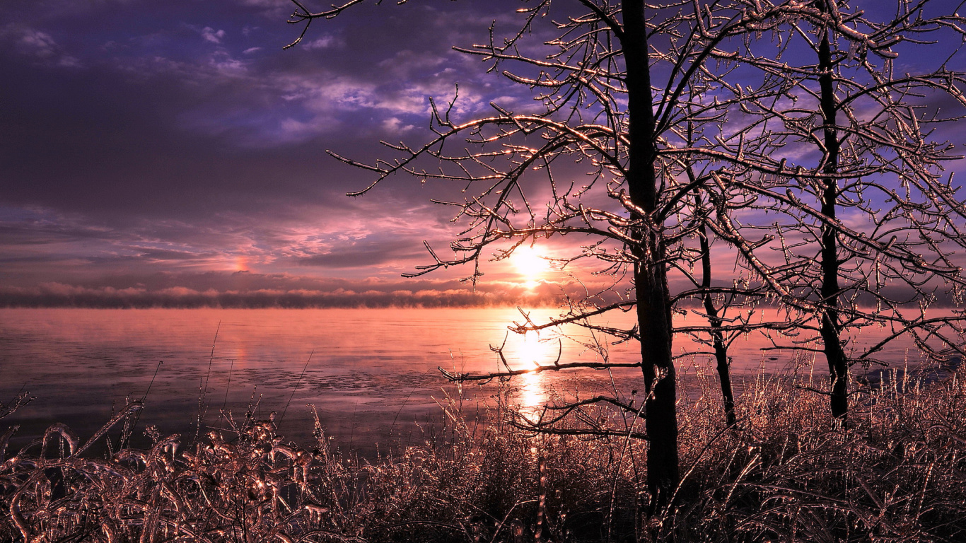 Das Frozen Trees near Lake in Canada Wallpaper 1366x768