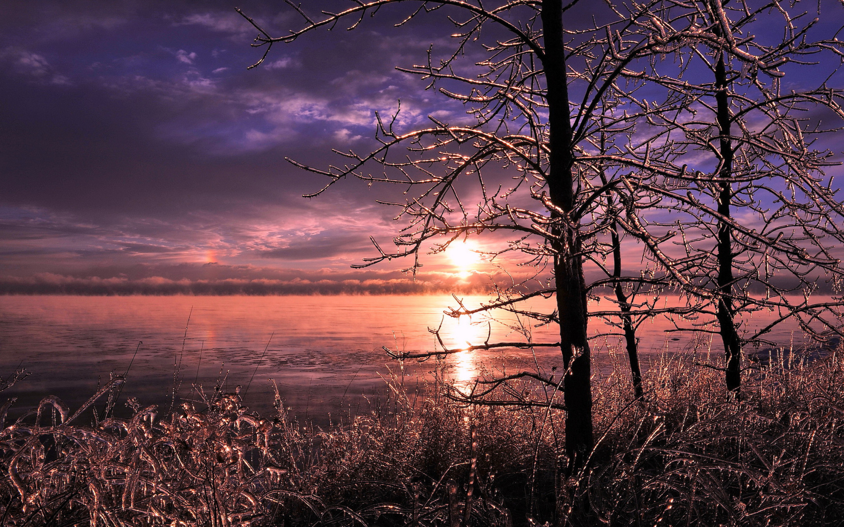 Обои Frozen Trees near Lake in Canada 1680x1050