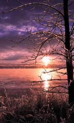 Screenshot №1 pro téma Frozen Trees near Lake in Canada 240x400