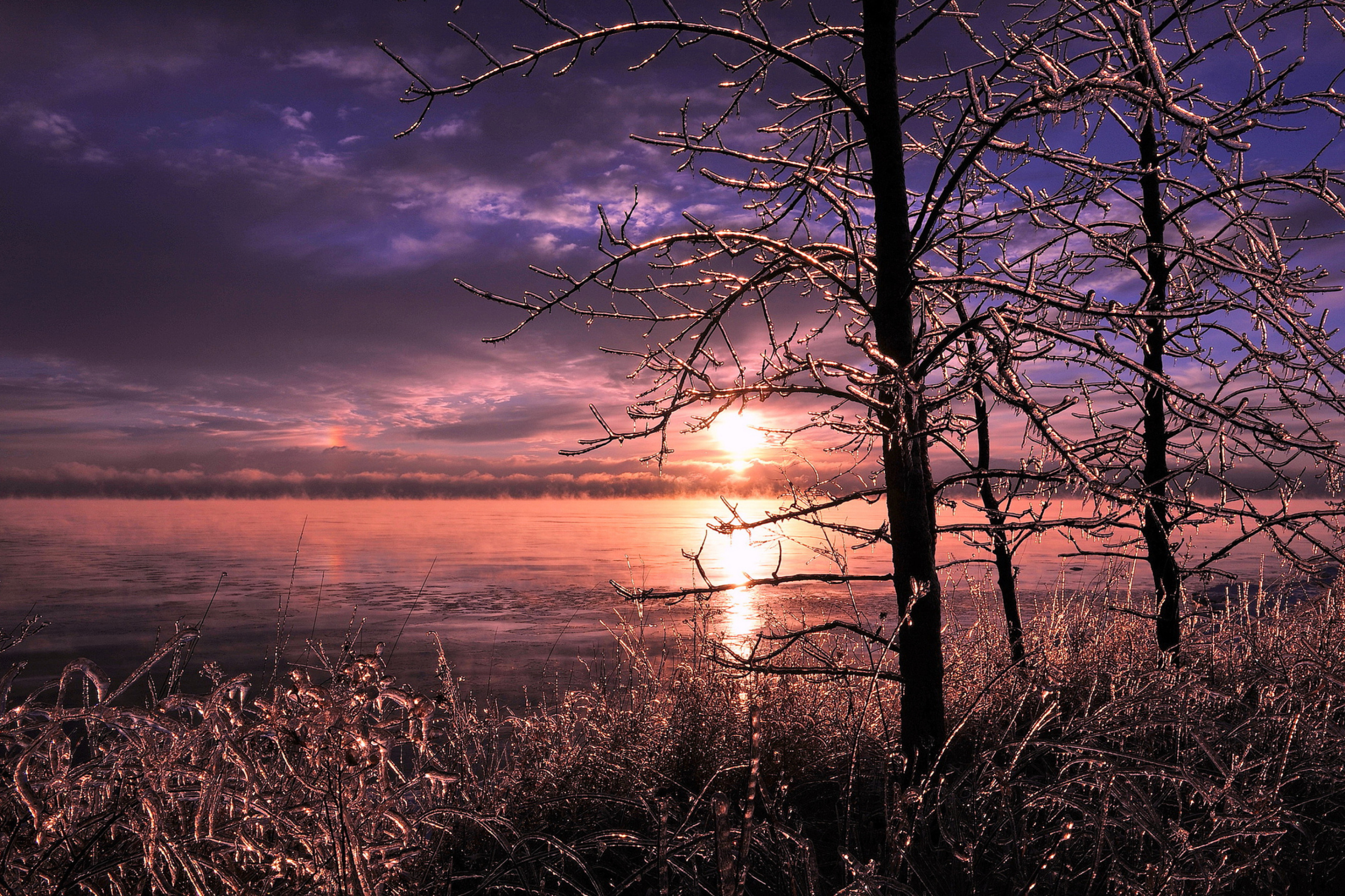 Frozen Trees near Lake in Canada wallpaper 2880x1920